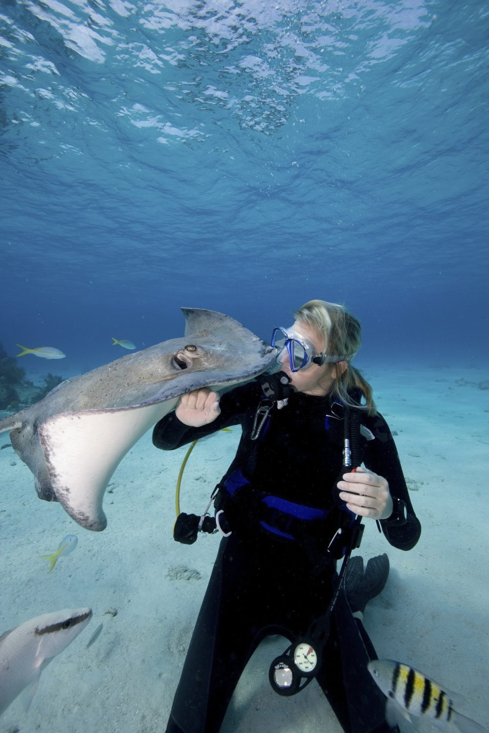 scuba diver interacts with southern stingrays dasyatis americana